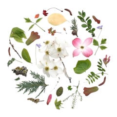 art print - oklahoma season by create etc dba evie s.