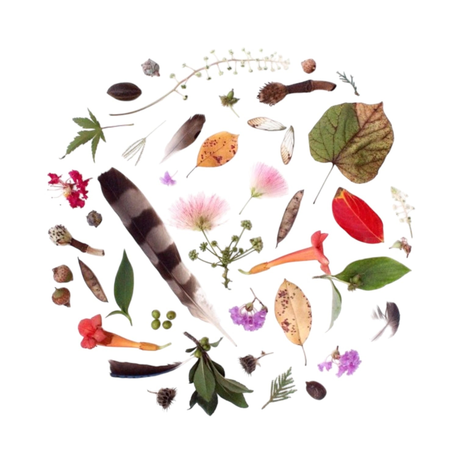 art print - oklahoma season by create etc dba evie s.