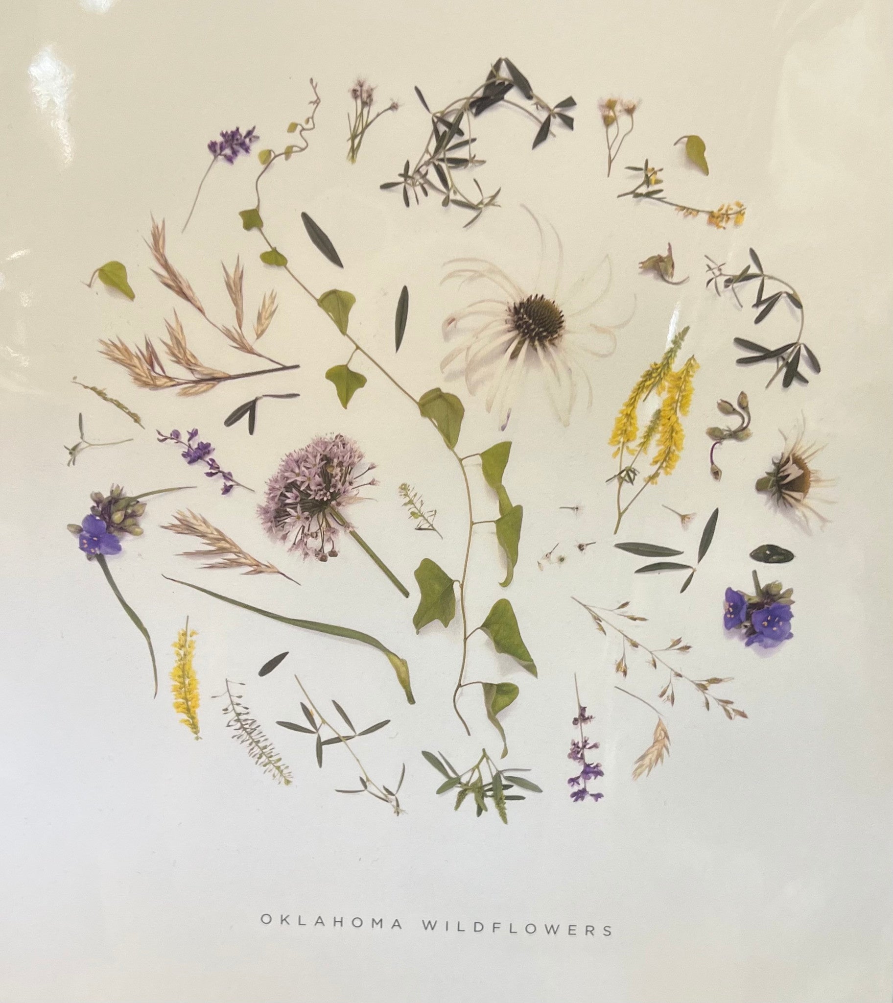 art print - oklahoma wildflowers by create etc dba evie s.