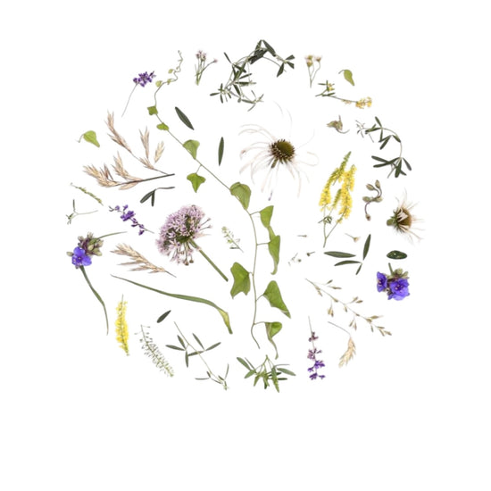 art print - oklahoma wildflowers by create etc dba evie s.