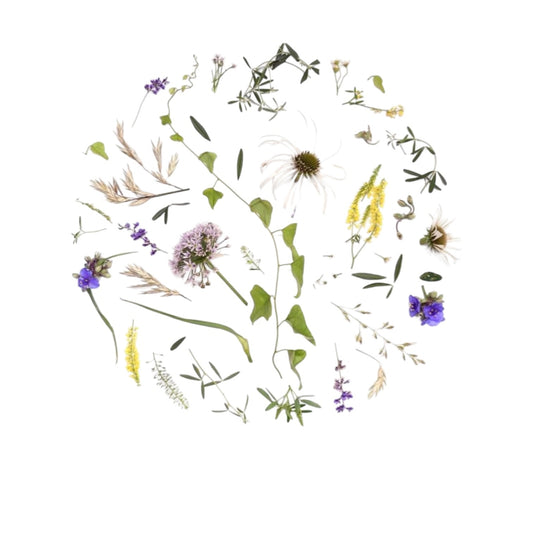 art print - oklahoma wildflowers by create etc dba evie s.
