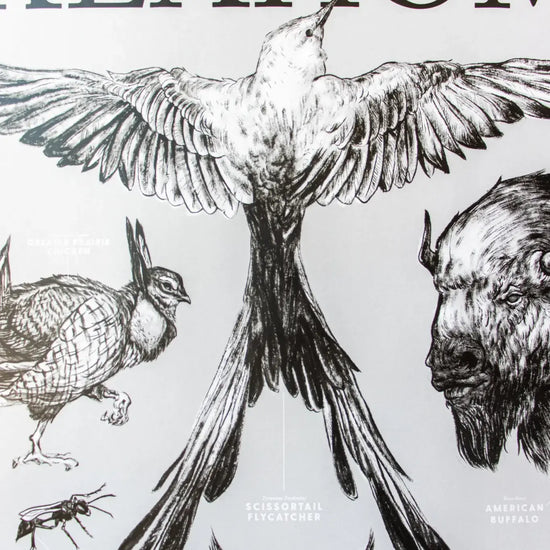 art print - oklahoma wildlife chart by stemcell science shop