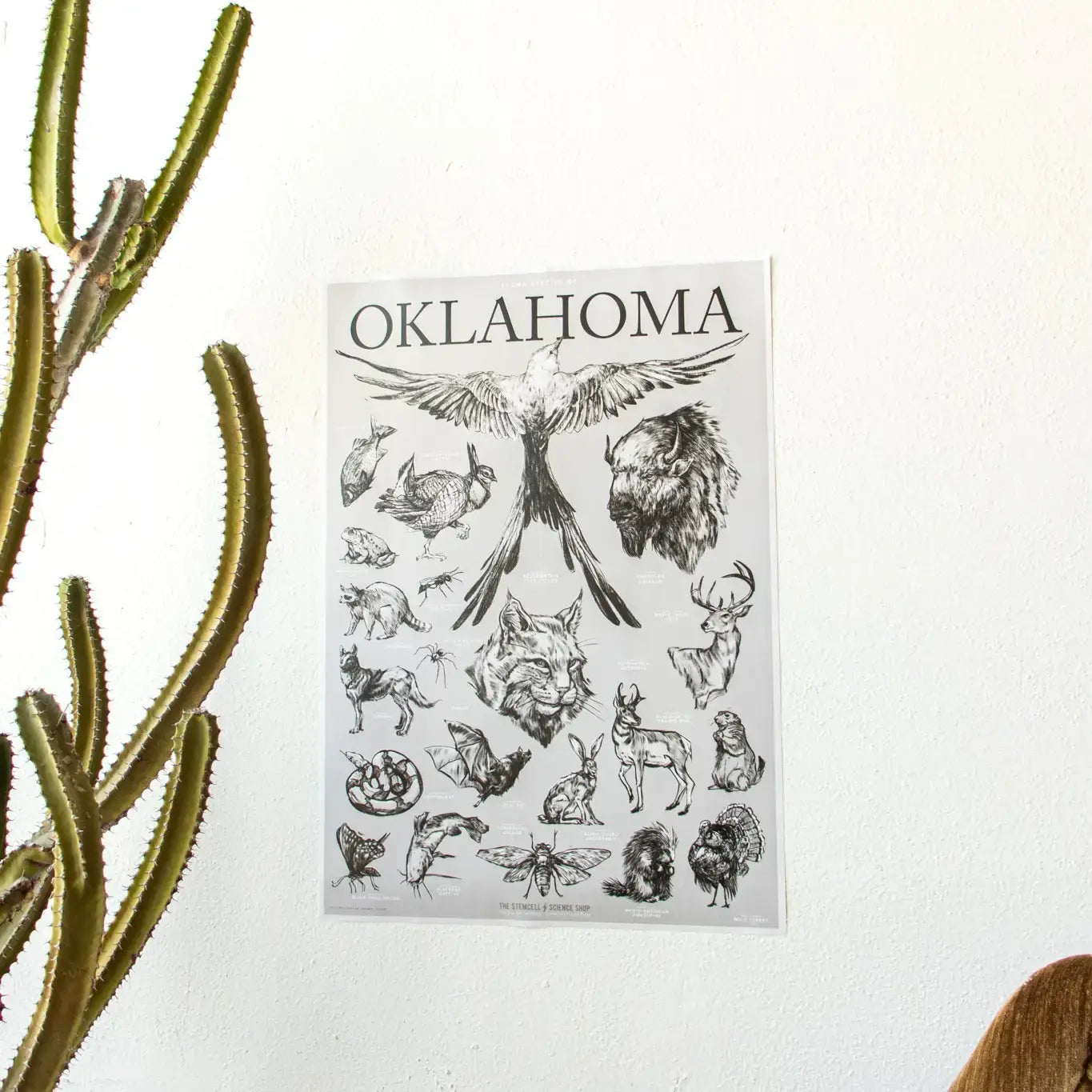 art print - oklahoma wildlife chart by stemcell science shop