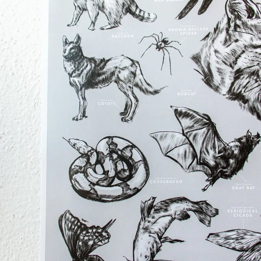 art print - oklahoma wildlife chart by stemcell science shop