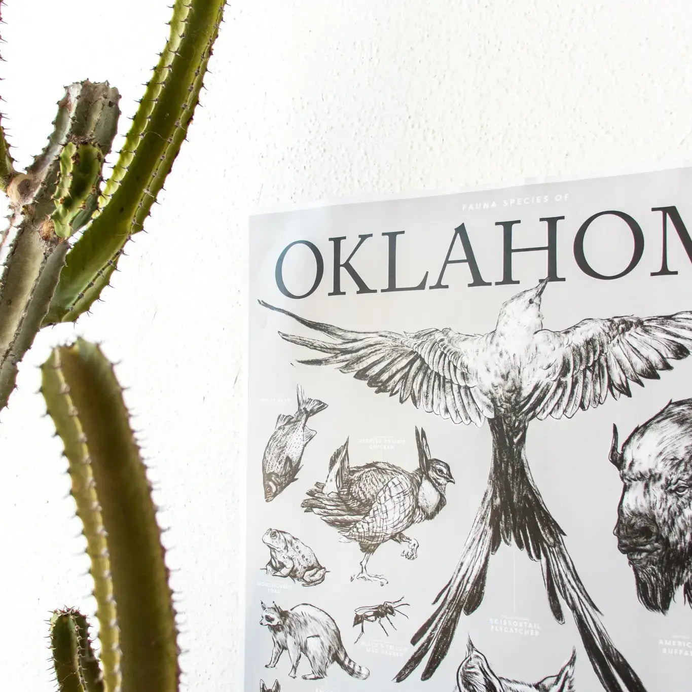 art print - oklahoma wildlife chart by stemcell science shop