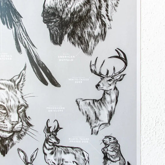 art print - oklahoma wildlife chart by stemcell science shop