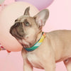dog collar - over the rainbow by foggy dog