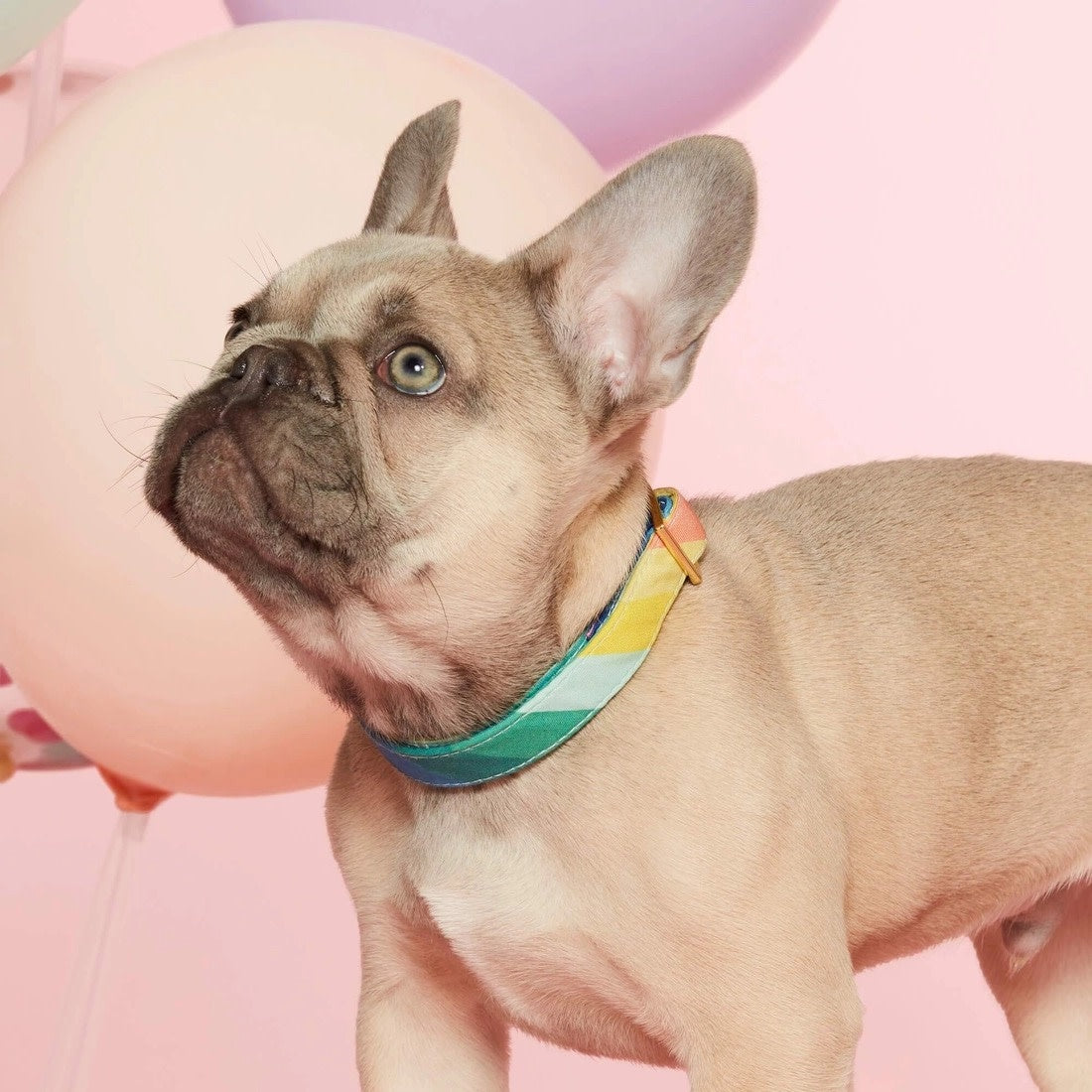 dog collar - over the rainbow by foggy dog