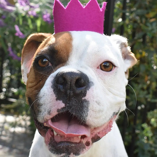 pet crown - wool felt by modernbeast