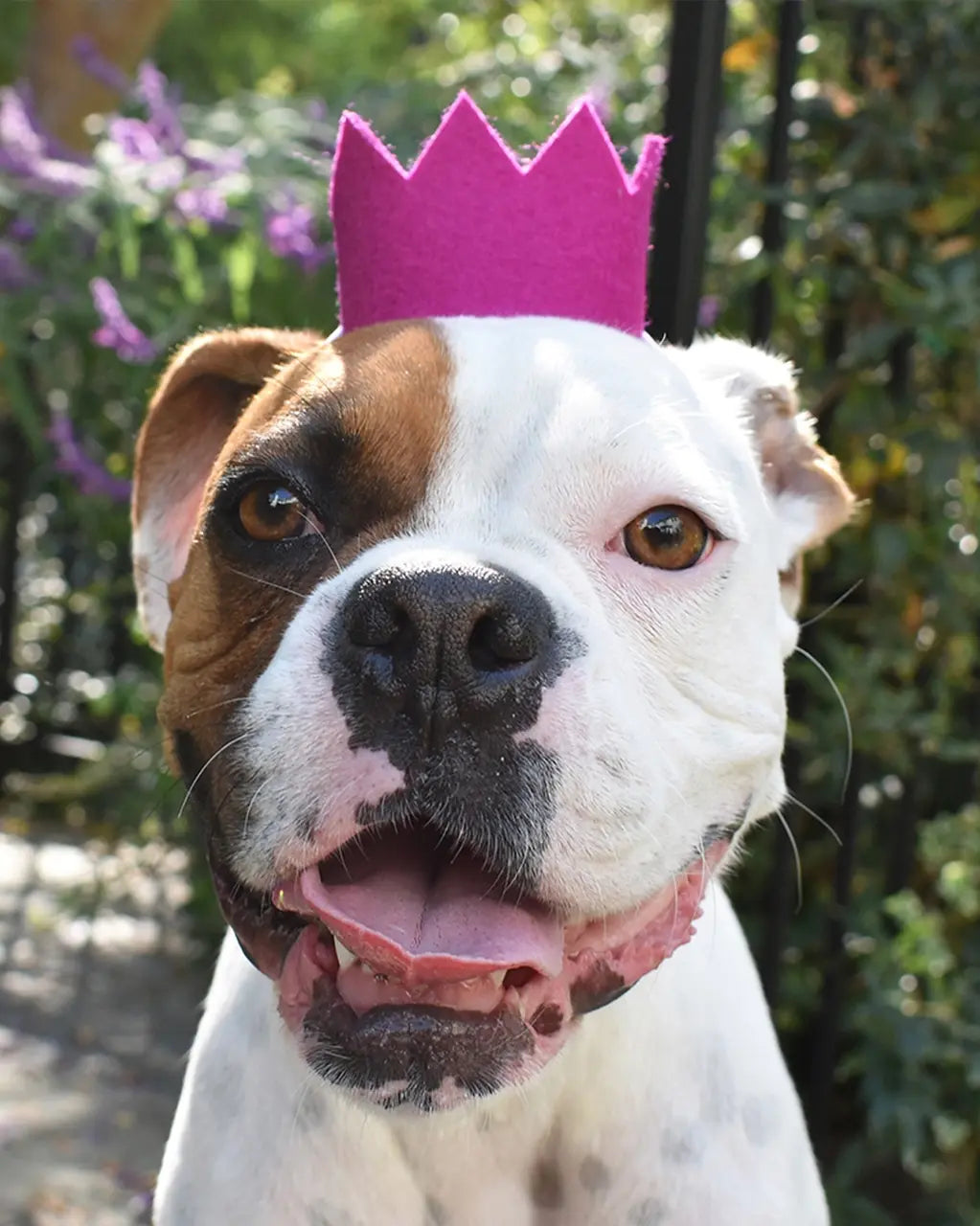 pet crown - wool felt by modernbeast