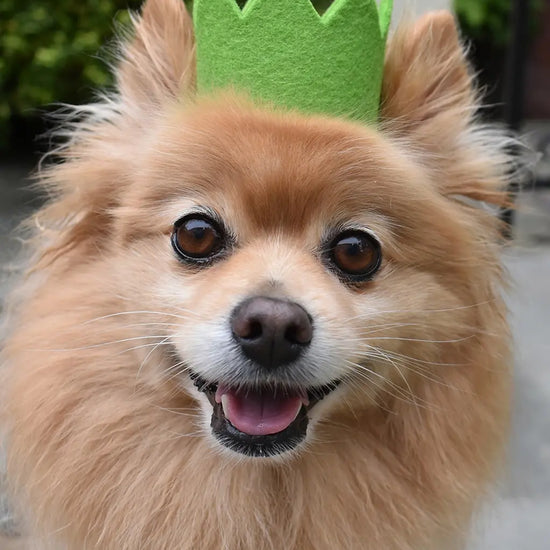 pet crown - wool felt by modernbeast