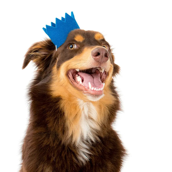 pet crown - wool felt by modernbeast