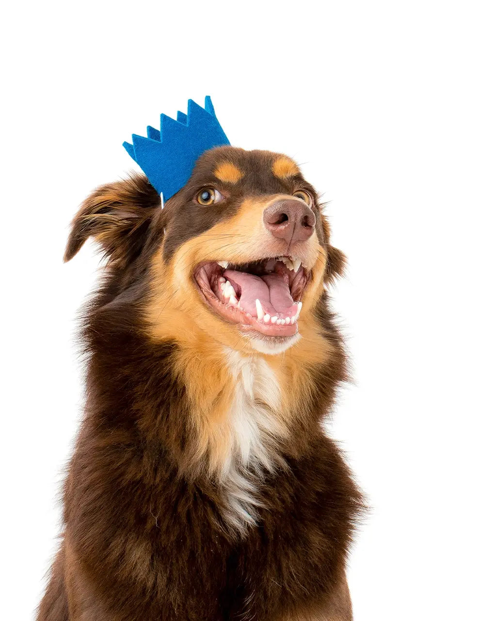 pet crown - wool felt by modernbeast