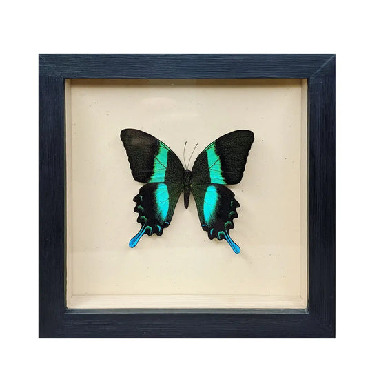 wall art - shadowbox - peacock swallowtail butterfly by green beetle shop