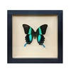 wall art - shadowbox - peacock swallowtail butterfly by green beetle shop