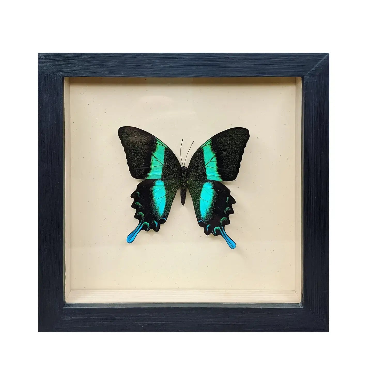 wall art - shadowbox - peacock swallowtail butterfly by green beetle shop