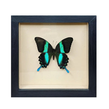 wall art - shadowbox - peacock swallowtail butterfly by green beetle shop