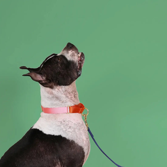 dog collar - martingale - pink + orange by major darling