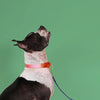 dog collar - martingale - pink + orange by major darling