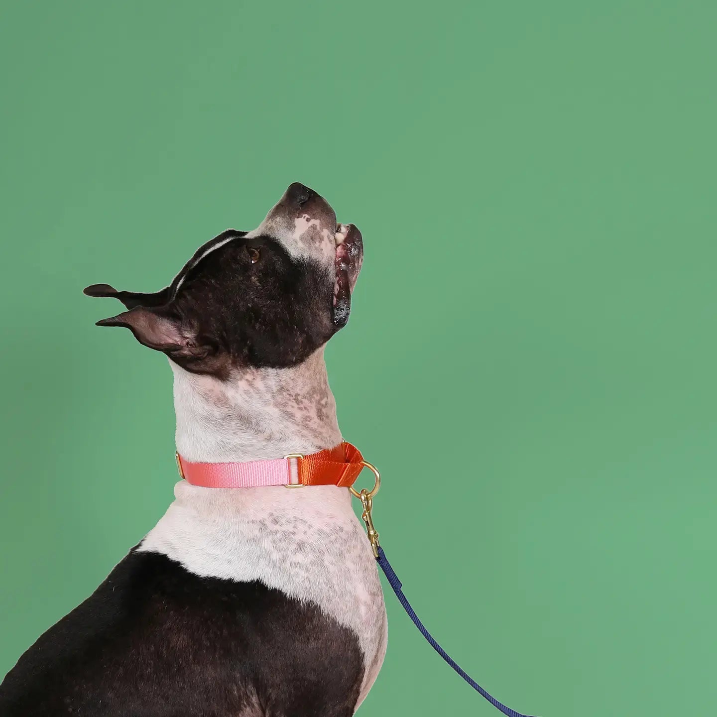 dog collar - martingale - pink + orange by major darling