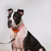 dog collar - martingale - pink + orange by major darling