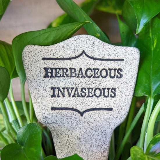 plant marker - "comic latin" - herbaceous invaseous by amaranth stoneware
