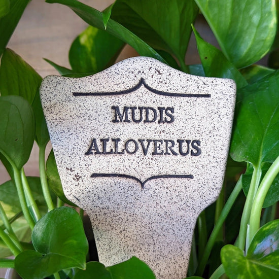 plant marker - "comic latin" - mudis alloverus by amaranth stoneware