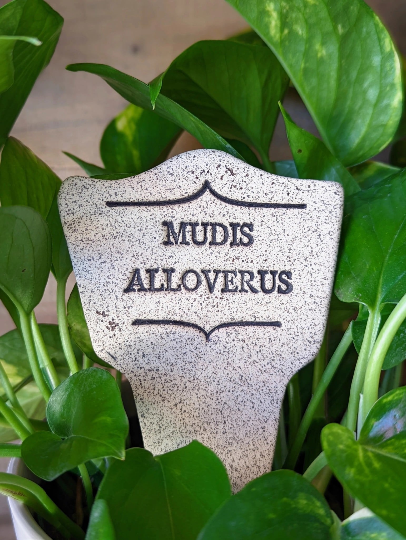 plant marker - "comic latin" - mudis alloverus by amaranth stoneware