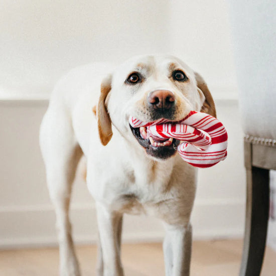 dog plush toy - holiday classic by p.l.a.y.