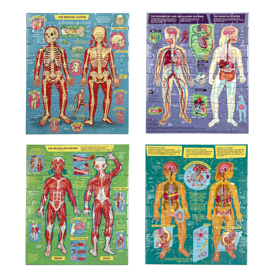 puzzle set - human anatomy by eeboo