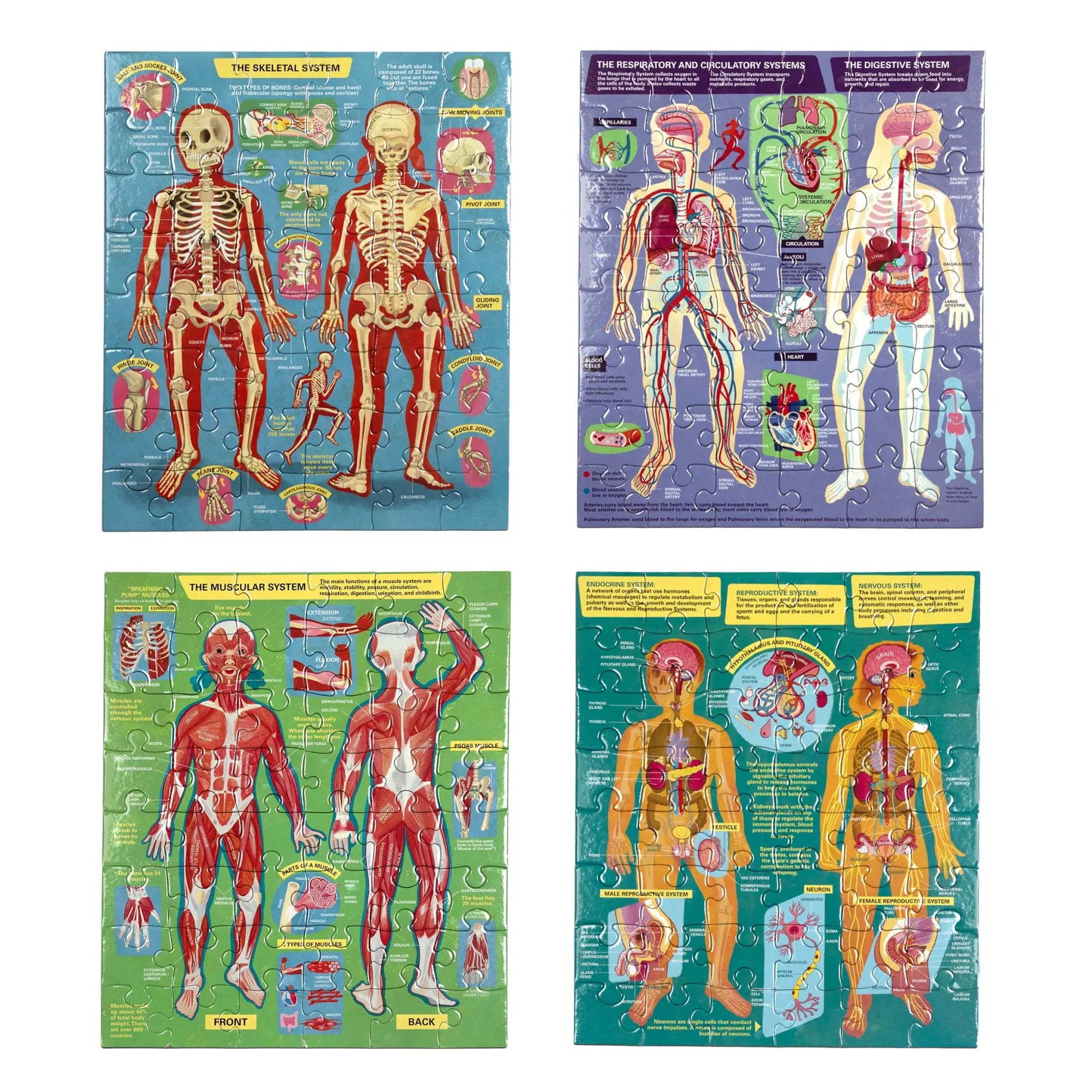puzzle set - human anatomy by eeboo