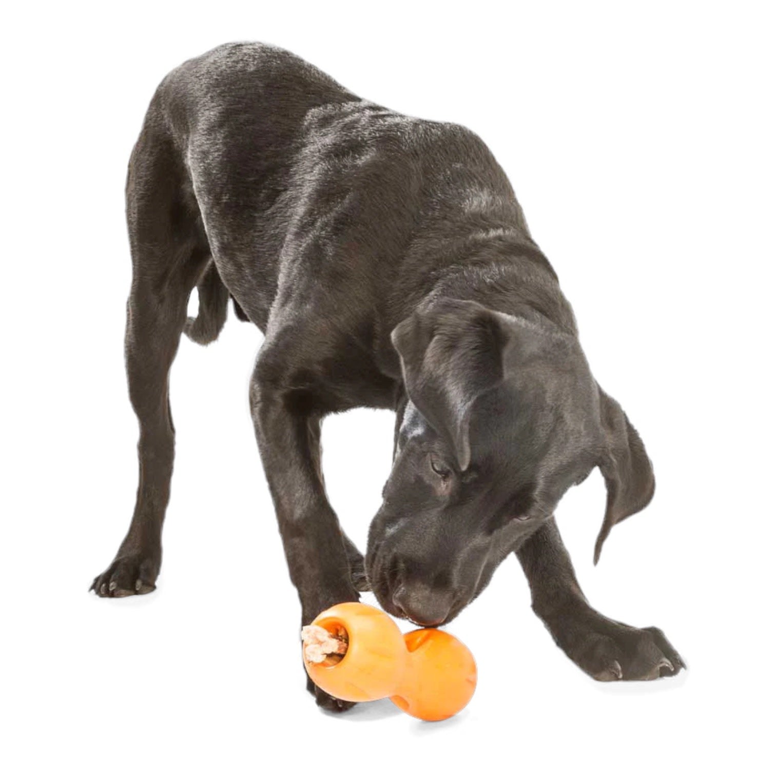 dog toy - qwizl® by west paw design