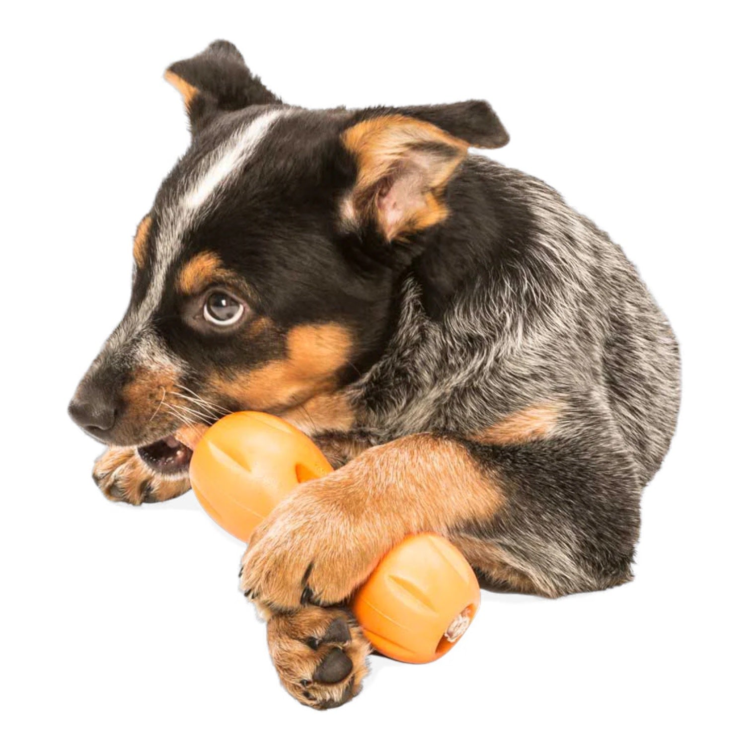 dog toy - qwizl® by west paw design