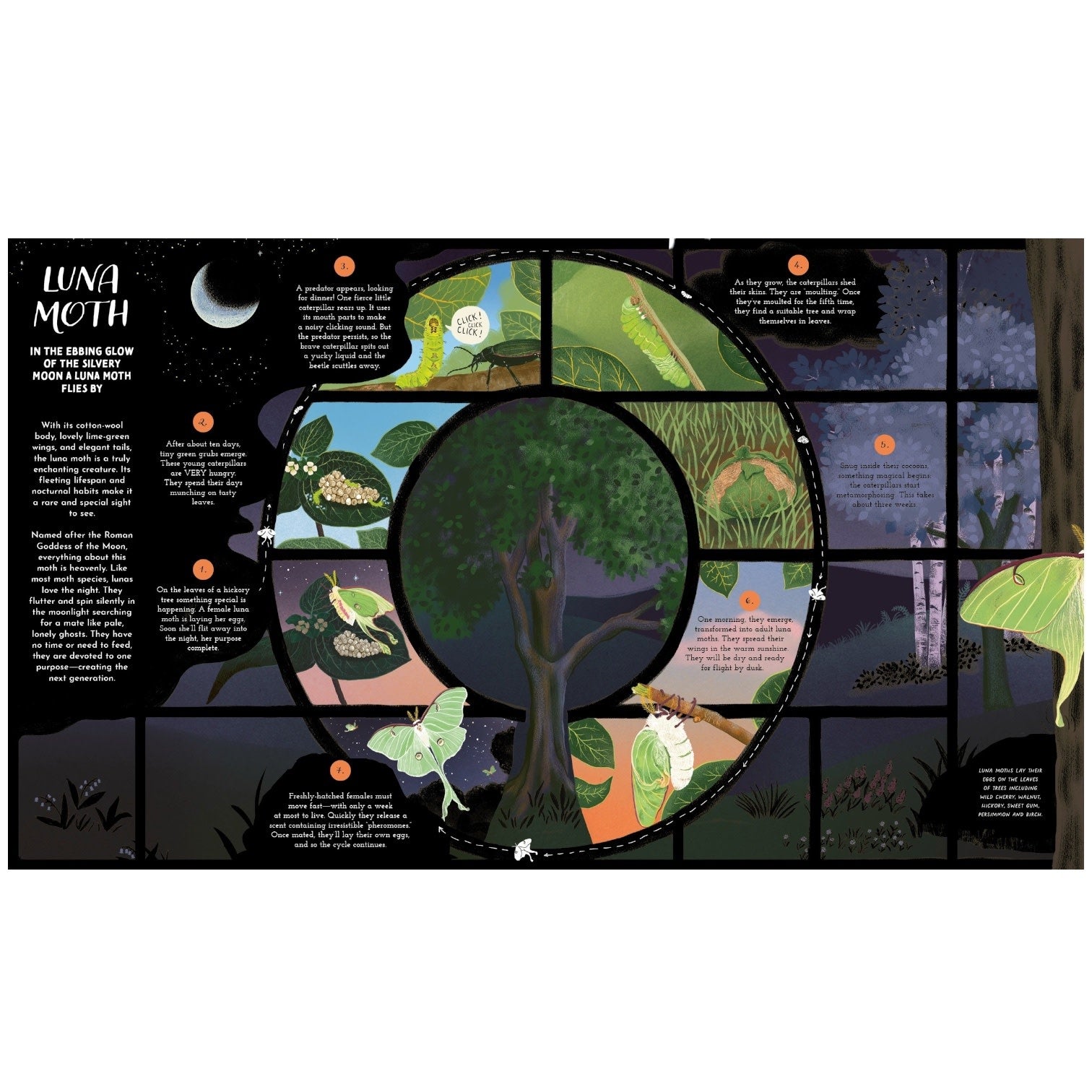 book - round and round goes mother nature by quarto usa