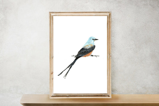 art print - scissortail flycatcher bird by scissortail prints co.