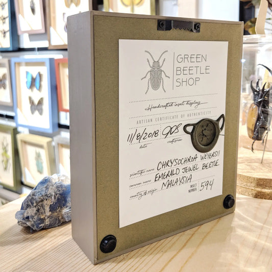 wall art - shadowbox - giant cicada by green beetle shop