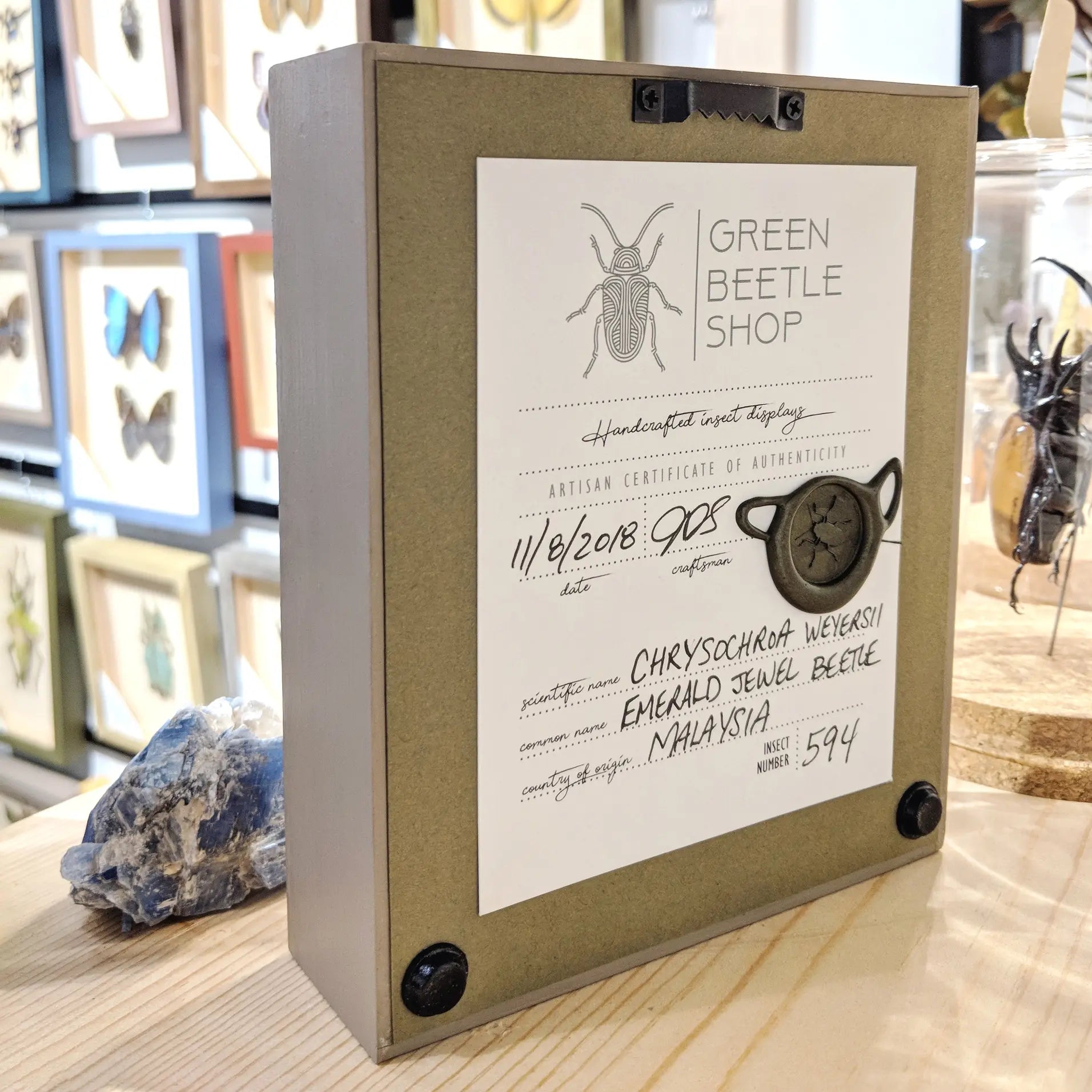 wall art - shadowbox - cicada trio by green beetle shop
