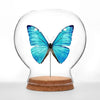 insect art - globe - shiny blue morpho butterfly by green beetle shop