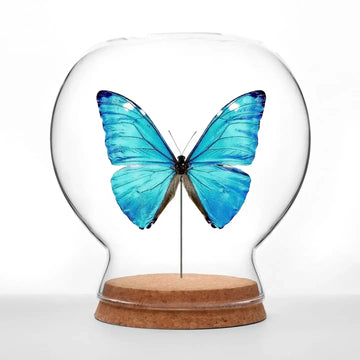 insect art - globe - shiny blue morpho butterfly by green beetle shop