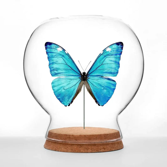 insect art - globe - shiny blue morpho butterfly by green beetle shop