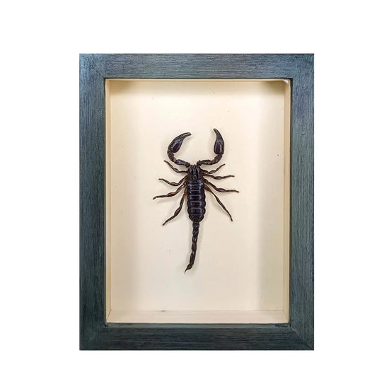 wall art - shadowbox - small asian forest scorpion by green beetle shop