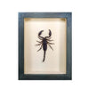 wall art - shadowbox - small asian forest scorpion by green beetle shop