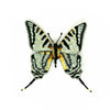 brooch pin - scarce swallowtail by trovelore
