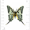 brooch pin - scarce swallowtail by trovelore