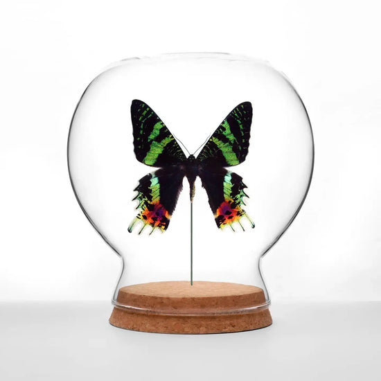 insect art - globe - sunset moth by green beetle shop