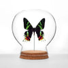 insect art - globe - sunset moth by green beetle shop