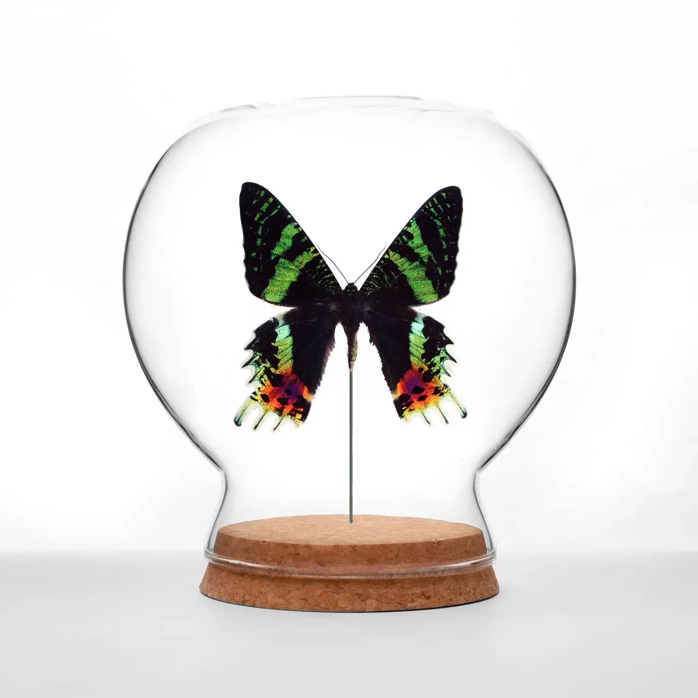 insect art - globe - sunset moth by green beetle shop