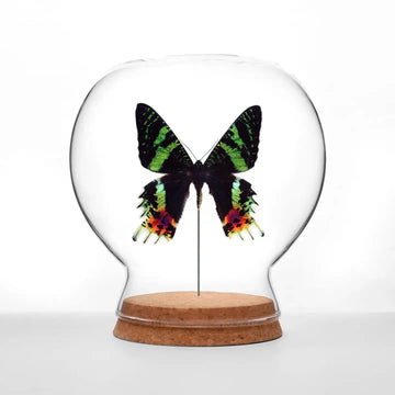 insect art - globe - sunset moth by green beetle shop