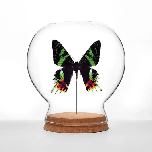 insect art - globe - sunset moth by green beetle shop