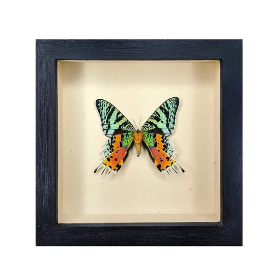 wall art - shadowbox - sunset moth (verso mount) by green beetle shop